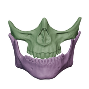 VEK3D Higgs Skull Mask